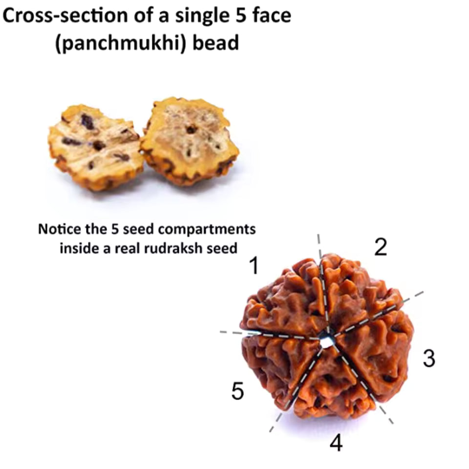 Natural Rudraksha Mala Necklace & Bracelet Set